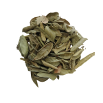 Boldo (Peumus boldus)