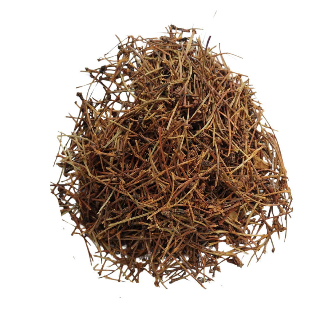 pes de cereja Pés de Cereja (Prunus avium) - Image 1